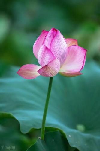 花卉图案(花卉logo图案大全)插图32
