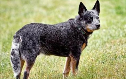 世界聪明名犬排名前十(拉布拉多智商排名)