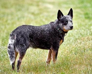 世界聪明名犬排名前十(拉布拉多智商排名)插图