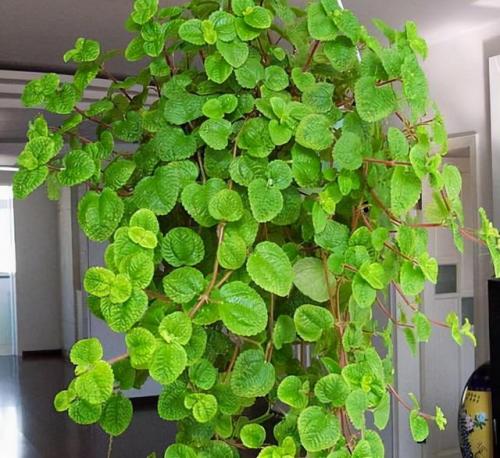 天然防臭植物排名前十(可以除臭的植物)插图4