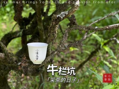 武夷山岩茶(岩茶十大品牌)插图1