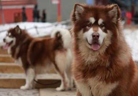 阿拉斯加犬图片(阿拉斯加犬多少钱一只)插图6