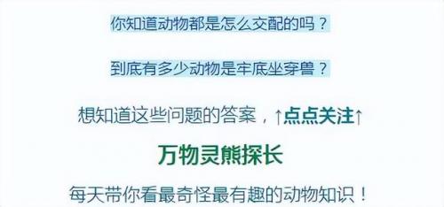 金属螳螂(让蟑螂断子绝孙的方法)插图1