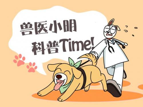 宠物造型学校排名前十(宠物美容学校哪里好哪家好)插图4