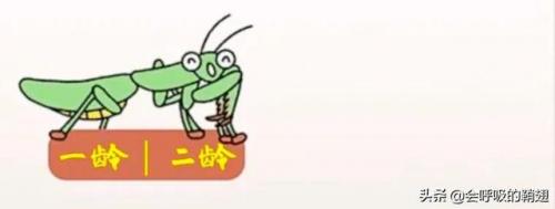 2022螳螂出装(螳螂铭文)插图7