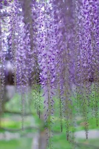 心碎之花(绝望的花)插图14