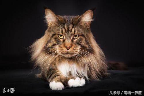 排前十的猫咪排名(猫咪排虫要排几天)插图6