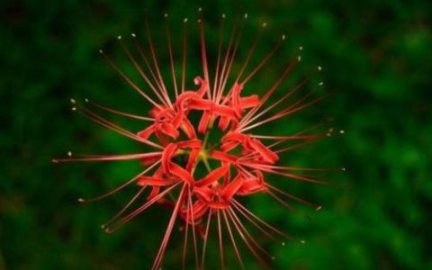 彼岸花图片(彼岸花的寓意是什么)