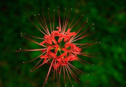 彼岸花图片(彼岸花的寓意是什么)插图