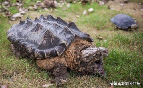 最大的乌龟(最小的乌龟)插图5