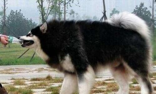 阿拉斯加犬图片(阿拉斯加犬多少钱一只)插图3