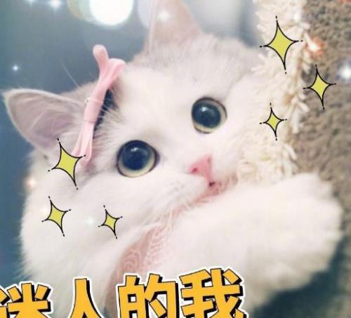 宠物排行(宠物排行大全)插图