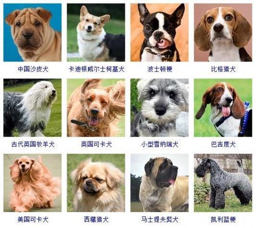 宠物狗品种大全(宠物狗排名前十)插图5