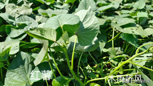紫红西瓜品种排名前十(十大西瓜品种排名)插图
