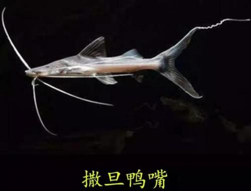 大型观赏鱼图片(十大顶级大型观赏鱼)插图4