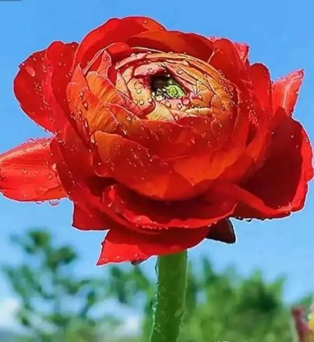 花卉图案(花卉logo图案大全)插图54