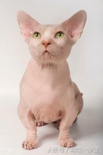 排前十的猫咪排名(猫咪排虫要排几天)插图8