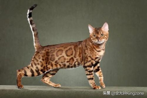 美国最贵宠物排名前十(美国宠物用品排行)插图7
