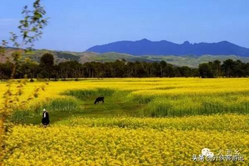中国油菜之乡排名前十(全国油菜花开最早省市县乡)插图14