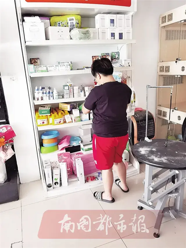 海口 宠物学校排名前十(海口最好小学排名)插图