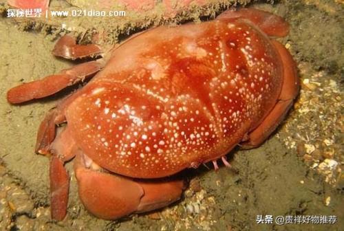 十大毒蟹(十大毒蟹分别是什么)插图3