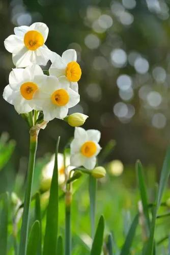心碎之花(绝望的花)插图11