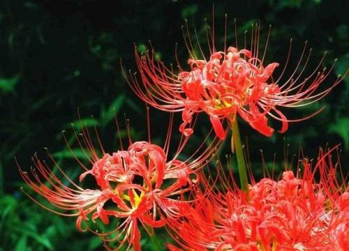 彼岸花图片(彼岸花的寓意是什么)插图4