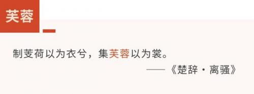 菡萏是什么(菡萏特殊含义)插图7