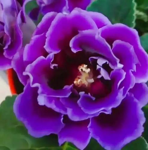 花卉图案(花卉logo图案大全)插图38
