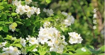 心碎之花(绝望的花)插图