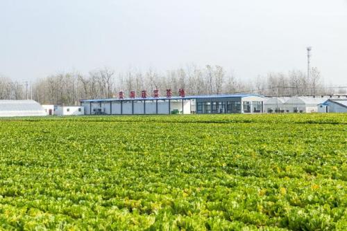 饺子产量排名前十(全国十大饺子排名)插图2