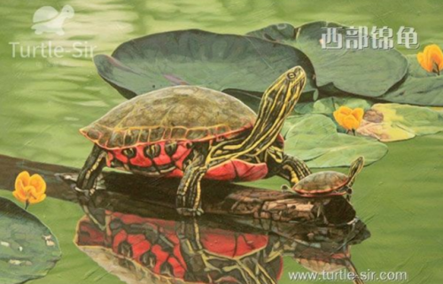 西部锦龟(西锦龟新手可不可以养)插图