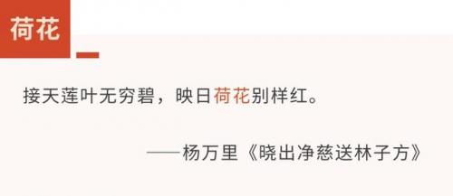 菡萏是什么(菡萏特殊含义)插图4