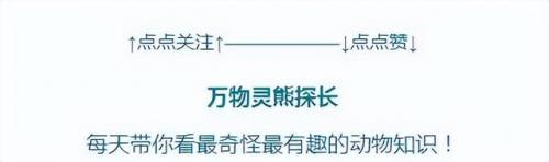 金属螳螂(让蟑螂断子绝孙的方法)插图23