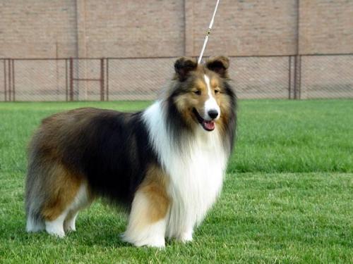 世界聪明名犬排名前十(拉布拉多智商排名)插图4