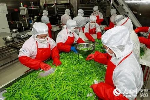 安徽青菜基地排名前十(中国青菜基地有哪些)插图3