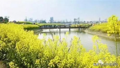 中国油菜之乡排名前十(全国油菜花开最早省市县乡)插图6