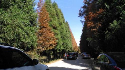 南川景点(重庆南川十大旅游景点)插图3