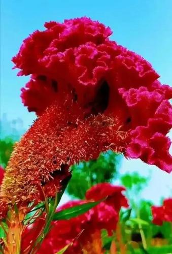 花卉图案(花卉logo图案大全)插图58