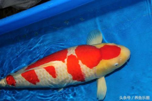 日本锦鲤冠军排名前十(日本锦鲤获奖名单)插图10