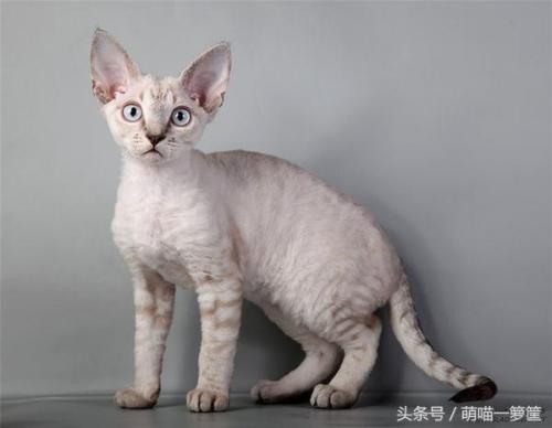 排前十的猫咪排名(猫咪排虫要排几天)插图9