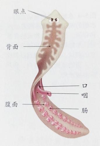 扁形动物(简述扁形动物的主要特征)插图1