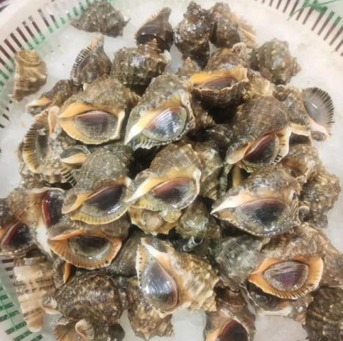 青岛海鲜品种排名前十(青岛海鲜餐厅人气排名)插图15