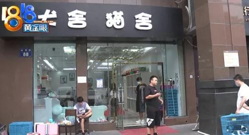 杭州犬舍排名前十(全国十大金毛犬舍)插图24