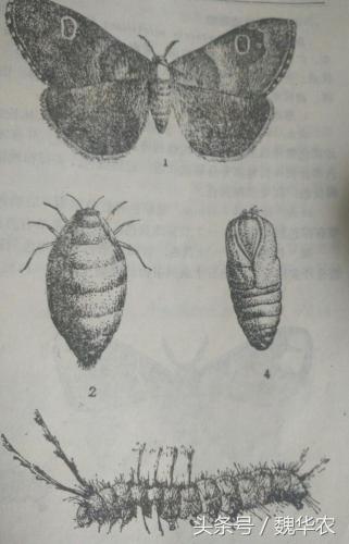 消灭毛毛虫(家里毛毛虫怎么来的)插图1