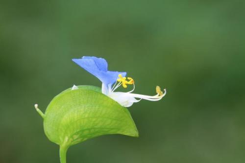 有毒花草排名前十(十大有毒花草)插图9