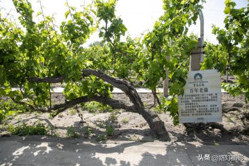 银川本地美酒排名前十(银川宁夏有什么特产)插图40