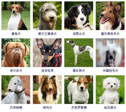 宠物狗品种大全(宠物狗排名前十)插图3