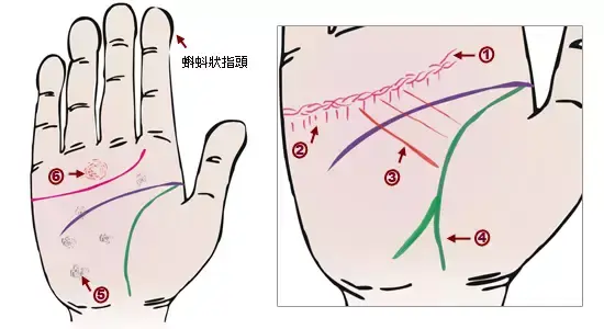 掌纹分析专家排名前十(掌纹密码书籍)插图13