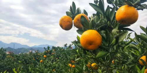 九江景点(九江49处免费景点)插图34